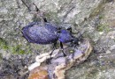 Procerus scabrosus ©  S.Beshkov